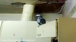 طوطی سخن گو Talking Parrot