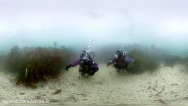 Diving with grey seals in 360°  The One Show  BBC One