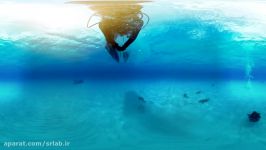 360° Great Hammerhead Shark Encounter  National Geographic