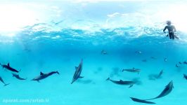 Nice Dive With Wild Dolphins VR  360° Video Experience HOT NEW