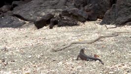 Iguana vs Snakes  Planet Earth II