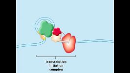 mRNA سنتز پروتئین