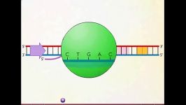 سنتز mRNA