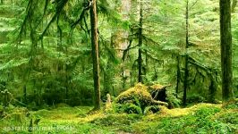 صدای جنگل بسیار مناسب برای آرامش مدیتیشن Forrest Sounds for meditation