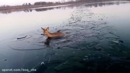 عملیات نجات آهوی گرفتار در برکه یخ زده