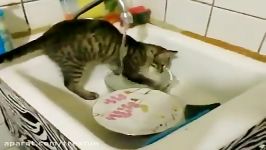 بیا ببین یه گربه دارم ظرف میشوره ...