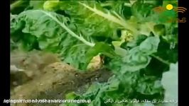 کود چای بهترین محرک برای گیاه تبدیل میوه به بزرگترین