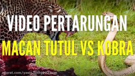 Pertarungan Macan Tutul vs Ular Kobra  Perkelahian Hewan Buas Di Alam Liar