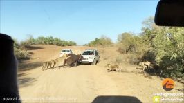 Hippo Bites Land Rover As Lions Attack