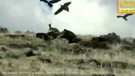 Top 7 Best Eagle Attacks GRIZZLYKANGAROO...