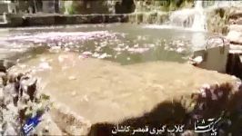 گلابگیری قمصر کاشان