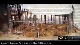 بررسی پرونده وضعیت ناراحت کنندهٔ حیوانات باغ وحش در ایران