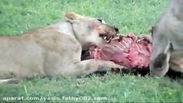 Lion vs Hyena کفتار ها شکار ۳ شیر را میربایند.avi