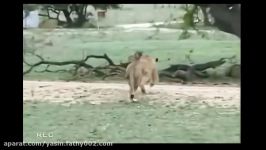 Lion Attacks and kills Cheetahحمله شیر به یوزپلنگ کشتن او