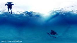 شنا دلفین ها در پروژه دلفین 360