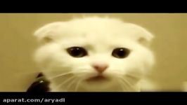 TOP Funny Cat and Dog Dancing and Singing in the World  Mkls