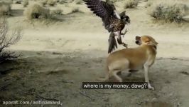 The Power of Eagles  Eagles VS Attacks Dog Bearbaby Rabbit Deer Goat Fox