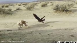 When Crazy Animals Attack  Big Birds Attack ~ Best Funny Animals