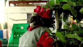 How to Grow Roses and other Flowers in a GreenHouse  for Export  TvAgro por Juan Gonzalo Angel