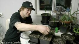 Starting From Seed How to start Growing Cannabis