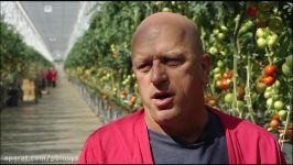 The Future of Farming Hydroponic Tomatoes