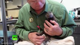 4 week old otter rescued from flooded canal in Arizona