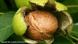 Top Five Most Profitable Nut Trees to Grow