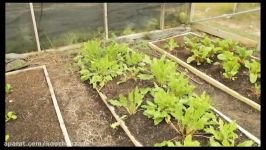 Growing Niche Herbs To Sell For Maximum Profit In An Inexpensive DYI Greenhouse  Off Grid Living