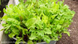 Quick maturing Plants 5 Fast Growing Vegetables to Try