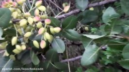 Growing Pistachio Nut Trees