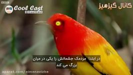 نمایش خارق العاده این پرنده برای جفتش سرانجام ناخوشا