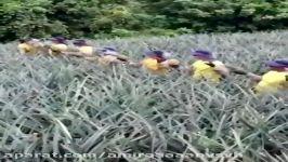 جابجا کردن آناناس در فیلیپین