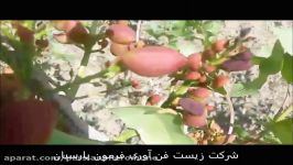 خسارت رسانی آفت هلیوتیس به پسته