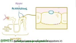 انیمیشن کوتاه کامل در رابطه Hyperaldosteronism