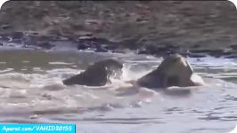 شکار دیدنی شیر نر توسط تمساح دریا