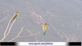 زنبور خوار معمولی European Bee eater