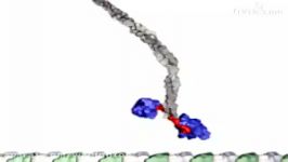 Kinesin Walking Narrated Version for Garland