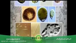 پیشرفته ترین تکنولوژی تولید جلبک ها در جهان ALGOMED 2