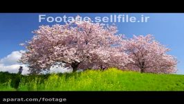دانلود فوتیج زیبا درختان شکوفه های بهاری
