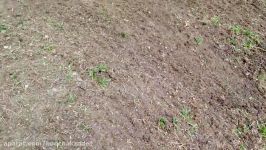 How to Grow Grass  Successfully