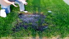 How to Grow Grass From Seed  How to Plant Grass From Seed