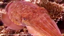 Cuttlefish changing colors