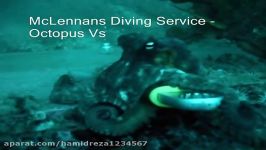 Cuttlefish attacks octopus