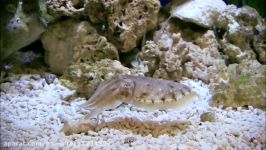 Caring for Cuttlefish