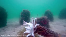 Cuttlefish Feeding scenarios