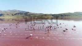 اینجا ایران  فارس  پلامینگو دریاچه مهارلو