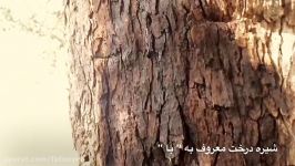 کوه پردی اردیبهشت 1396