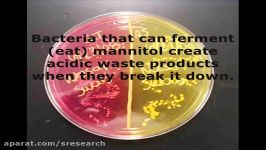 Mannitol Salt Agar MSA Bacterial Growth Medium Microbiology Lab Tutorial