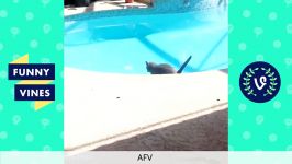 AFV Funny Vines Fails Compilation  Best Vines 2016