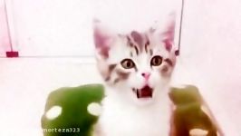 funny cats screaming